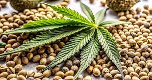 The Ultimate Guide to Sour Diesel Autoflower The Ultimate Guide to Sour Diesel Autoflower