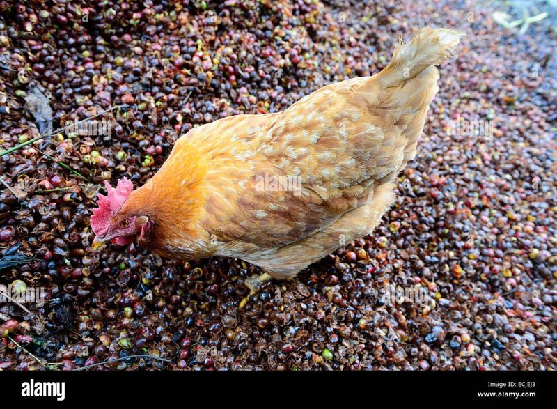 Explore jugar chicken road